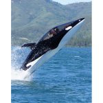 seabreacher jet ski 2 seater